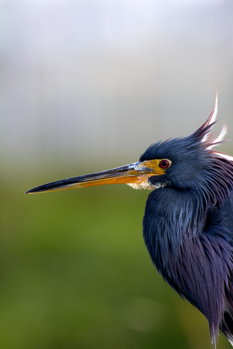 Чепура трибарвна - ML647728042