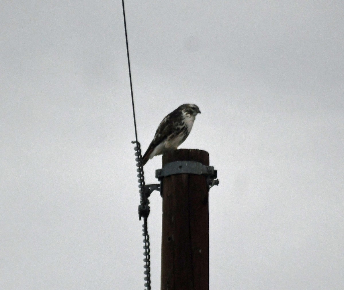 Канюк неоарктичний - ML647728046