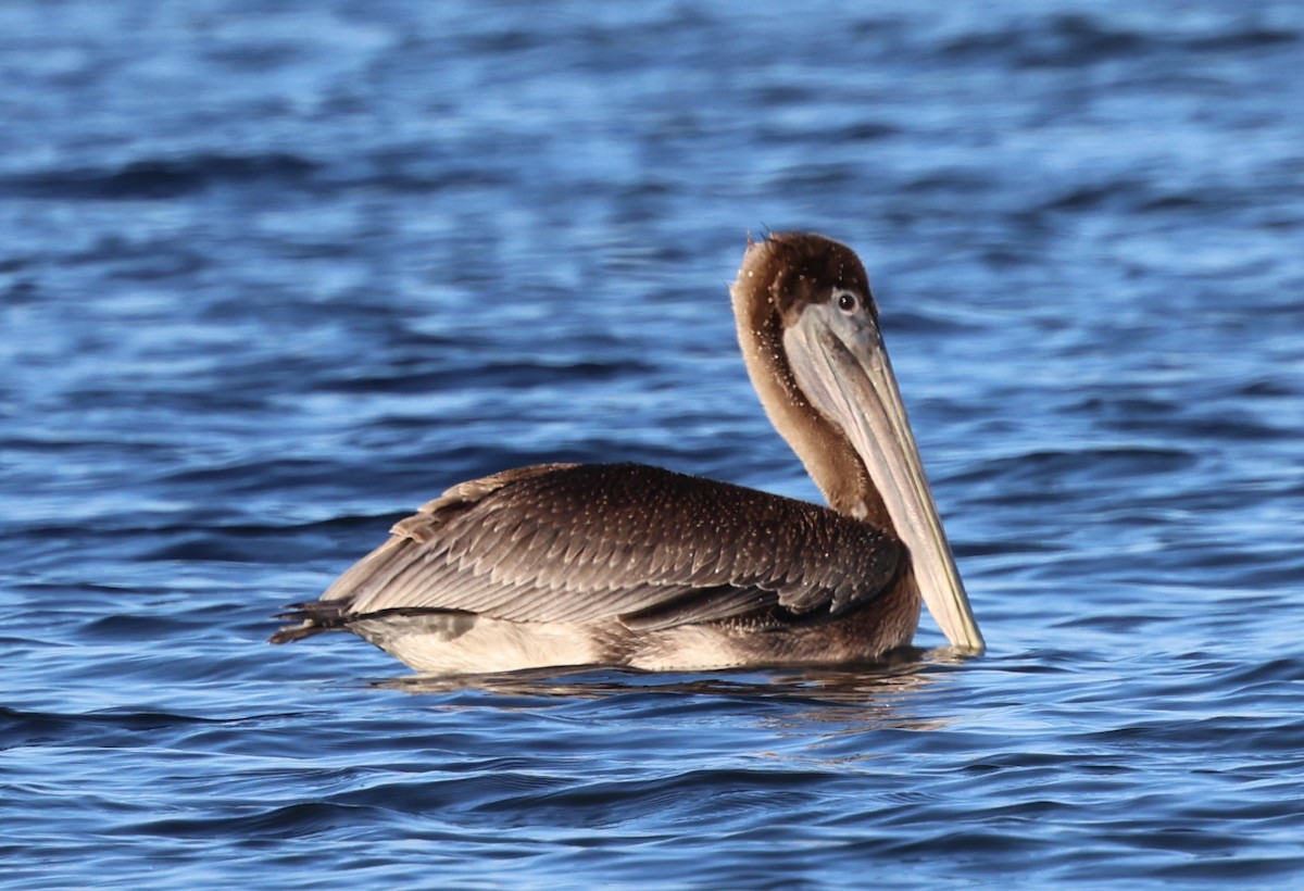 Пелікан бурий - ML647728051