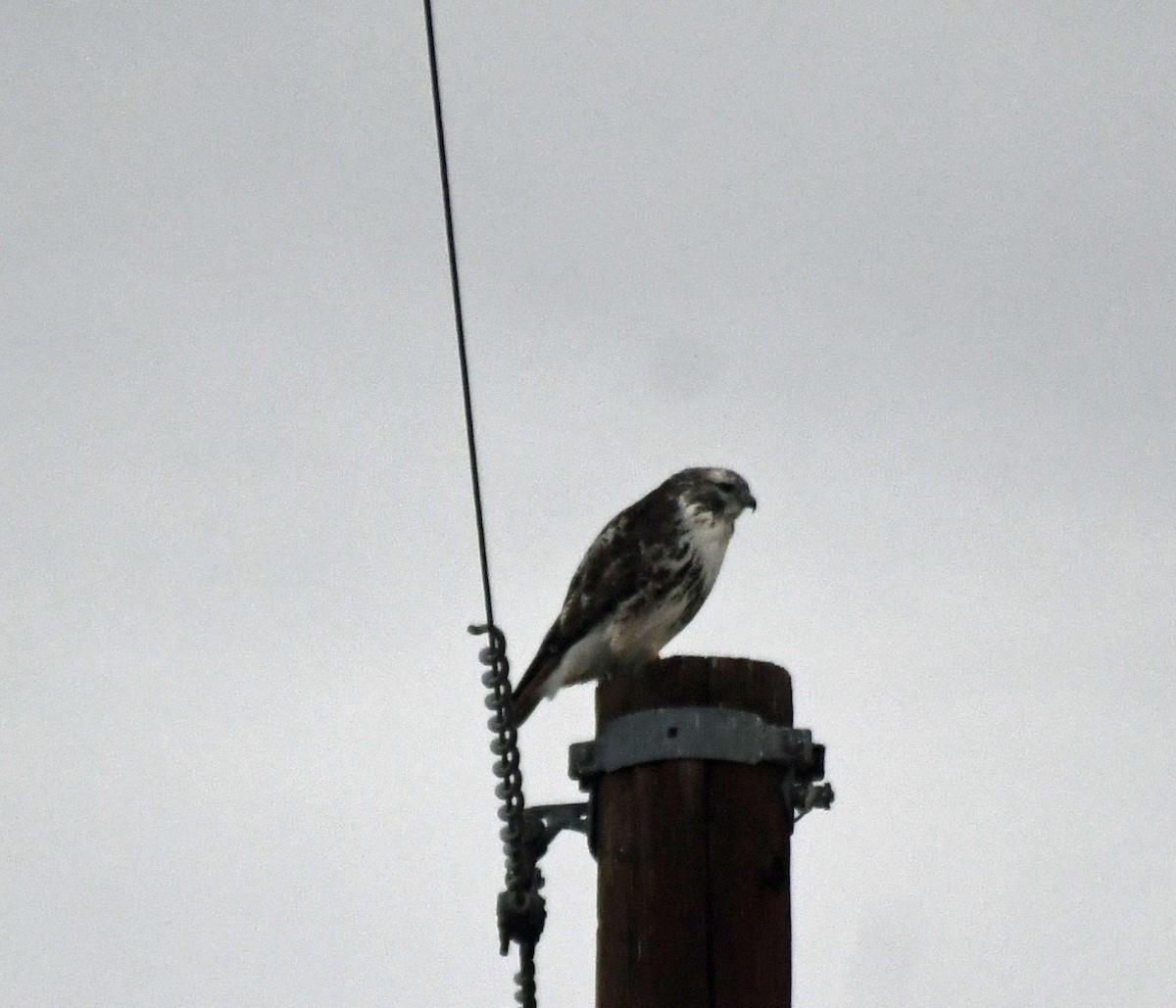 Канюк неоарктичний - ML647728053