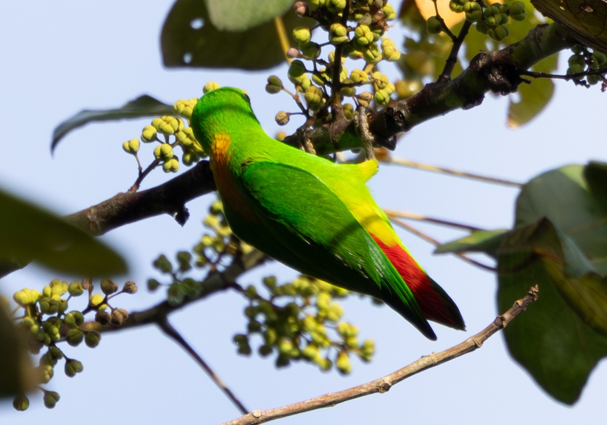 Кориліс синьочубий - ML647728056