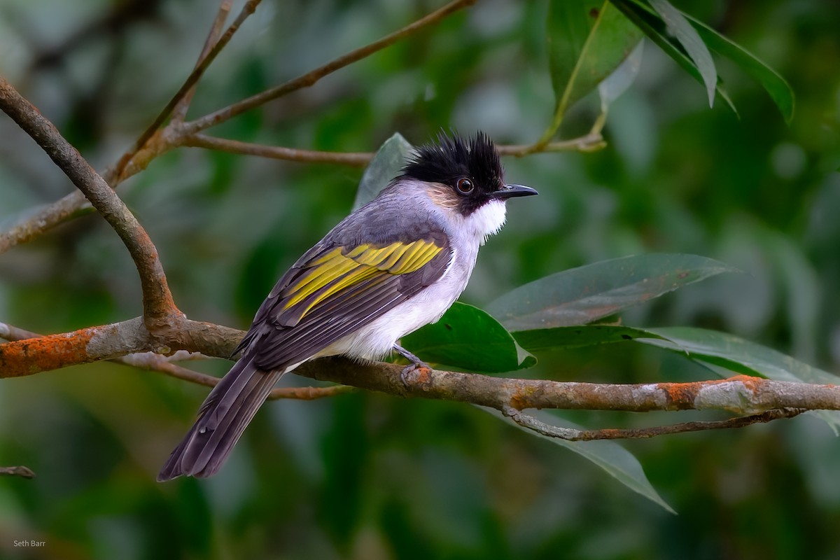 Оливник попелястий [група flavala] - ML647728058