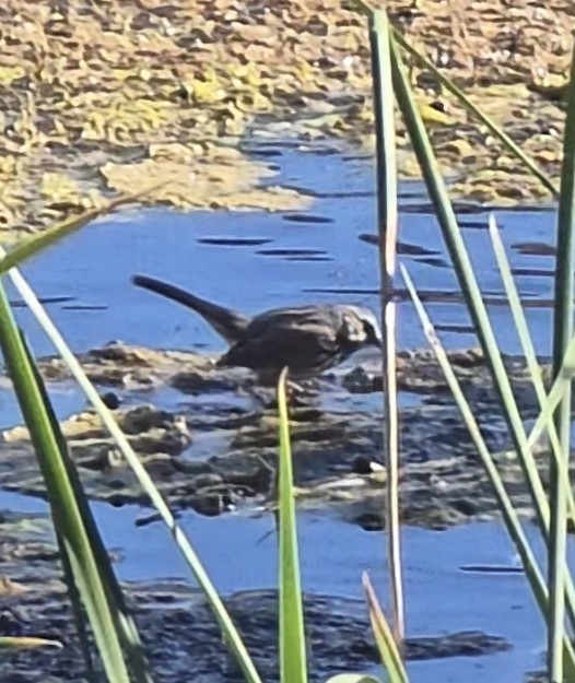 Пасовка співоча - ML647728059