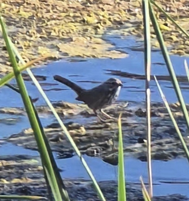 Пасовка співоча - ML647728060