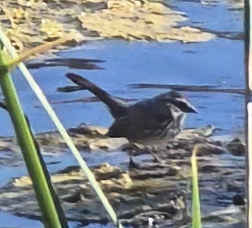 Пасовка співоча - ML647728061