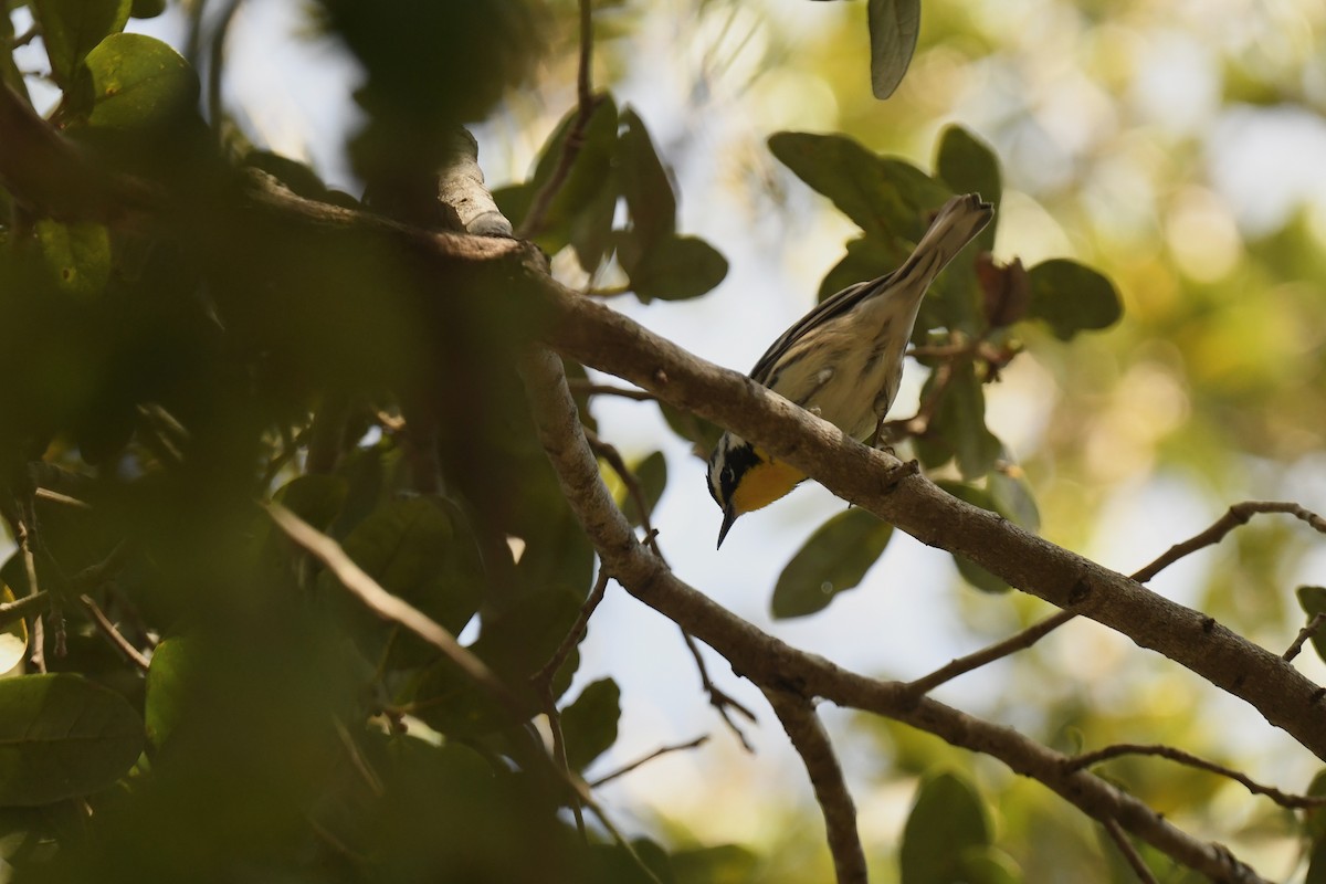 Пісняр-лісовик чорнощокий - ML647728062