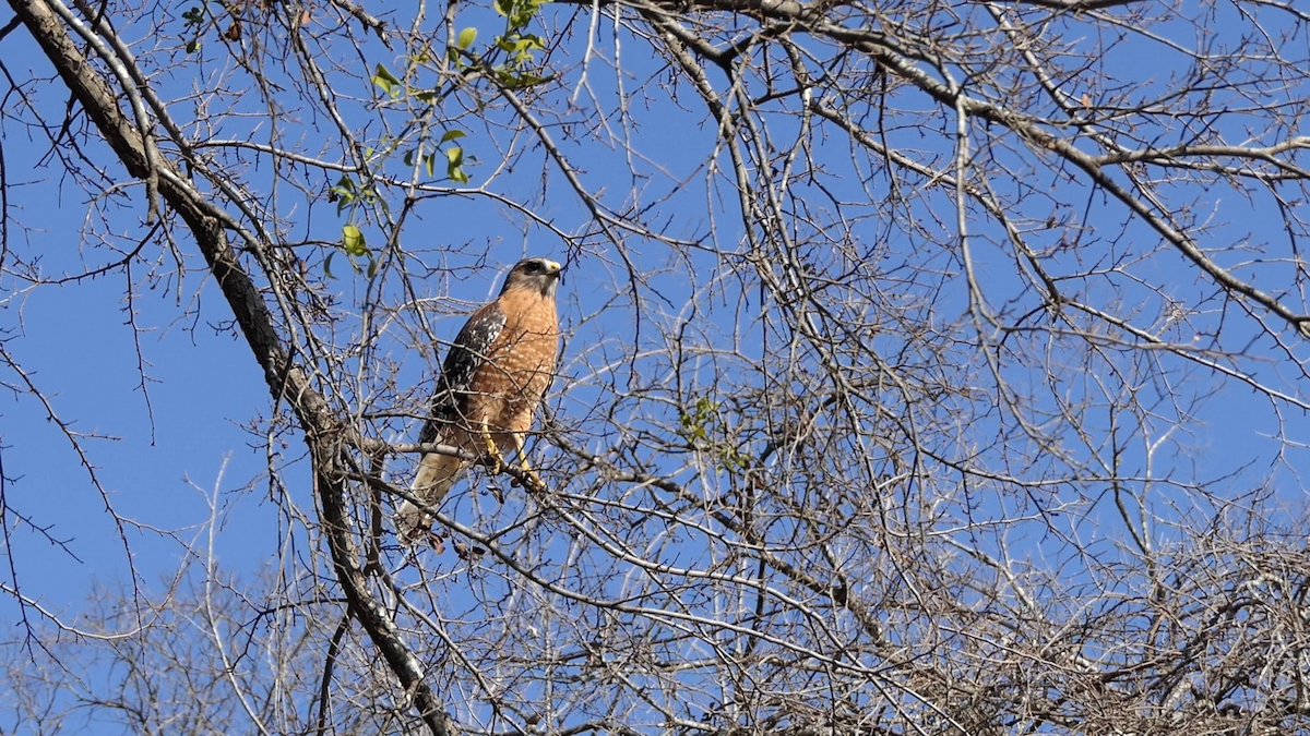 Канюк рудоплечий - ML647728064