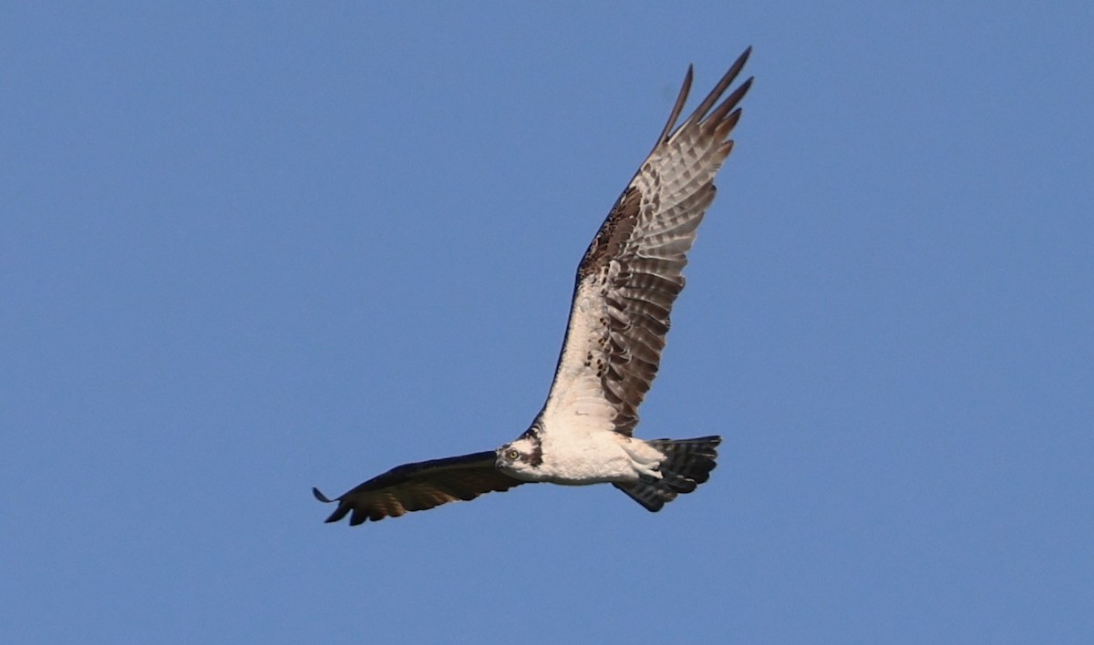 Скопа західна - ML647728066