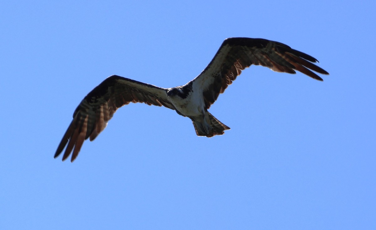 Скопа західна - ML647728067