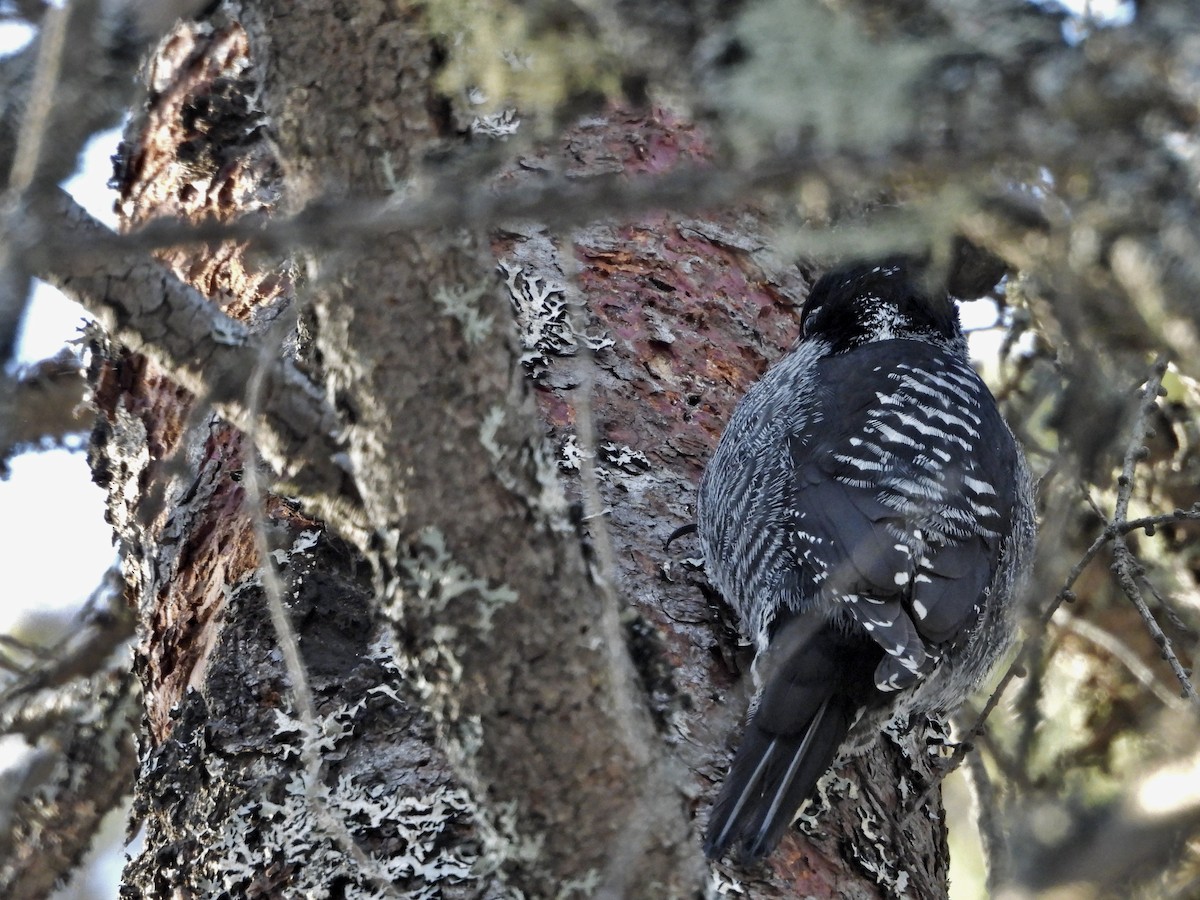 Дятел ялиновий - ML647728068