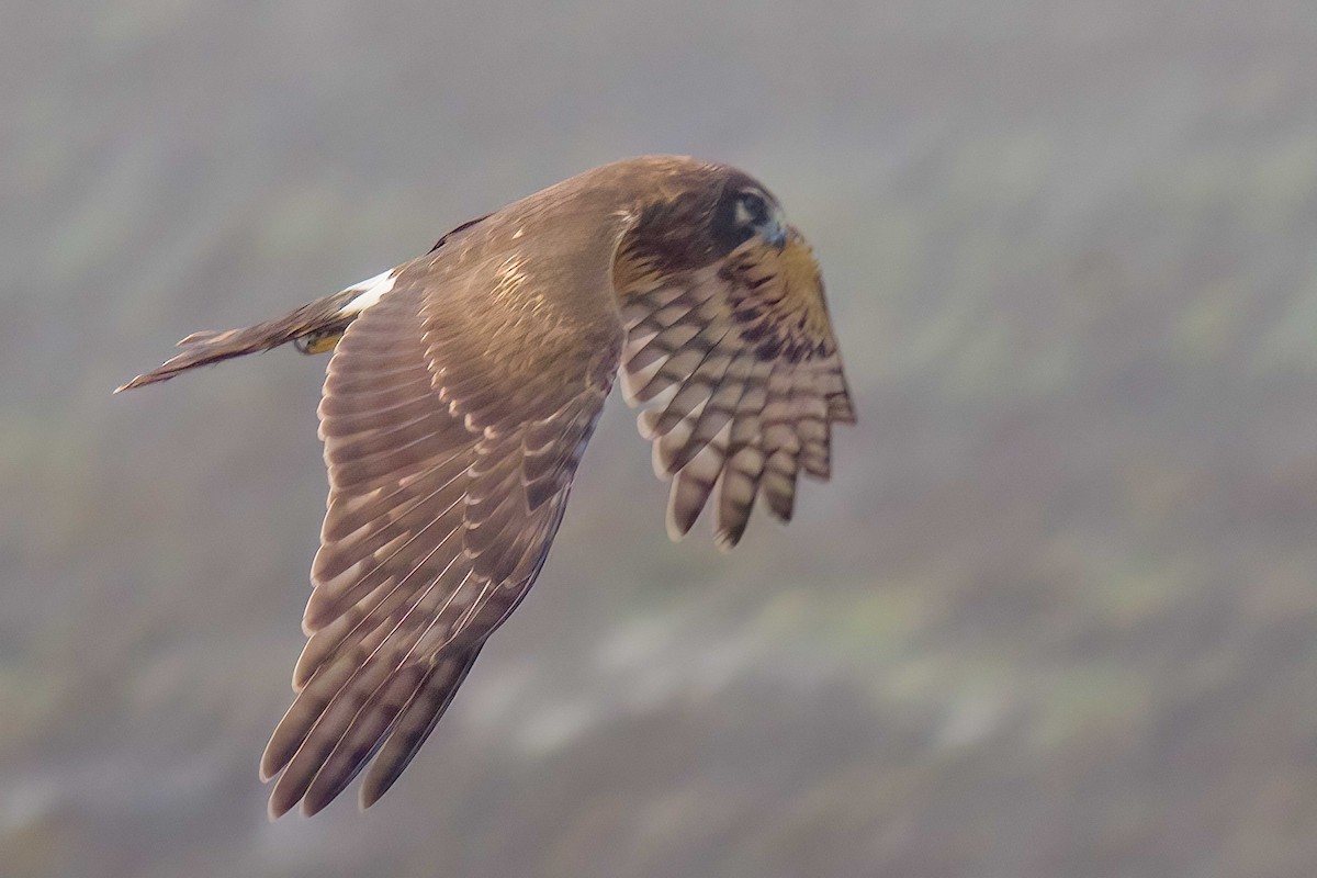 Лунь американський - ML647728070