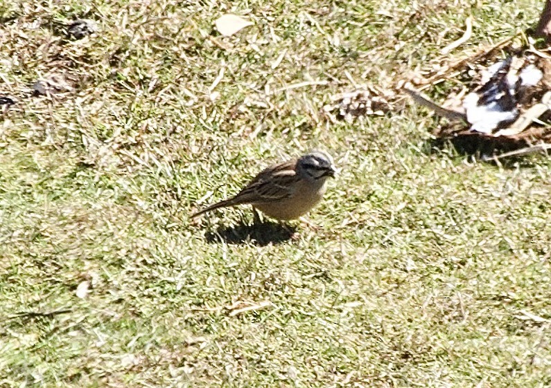 Вівсянка гірська - ML647728074