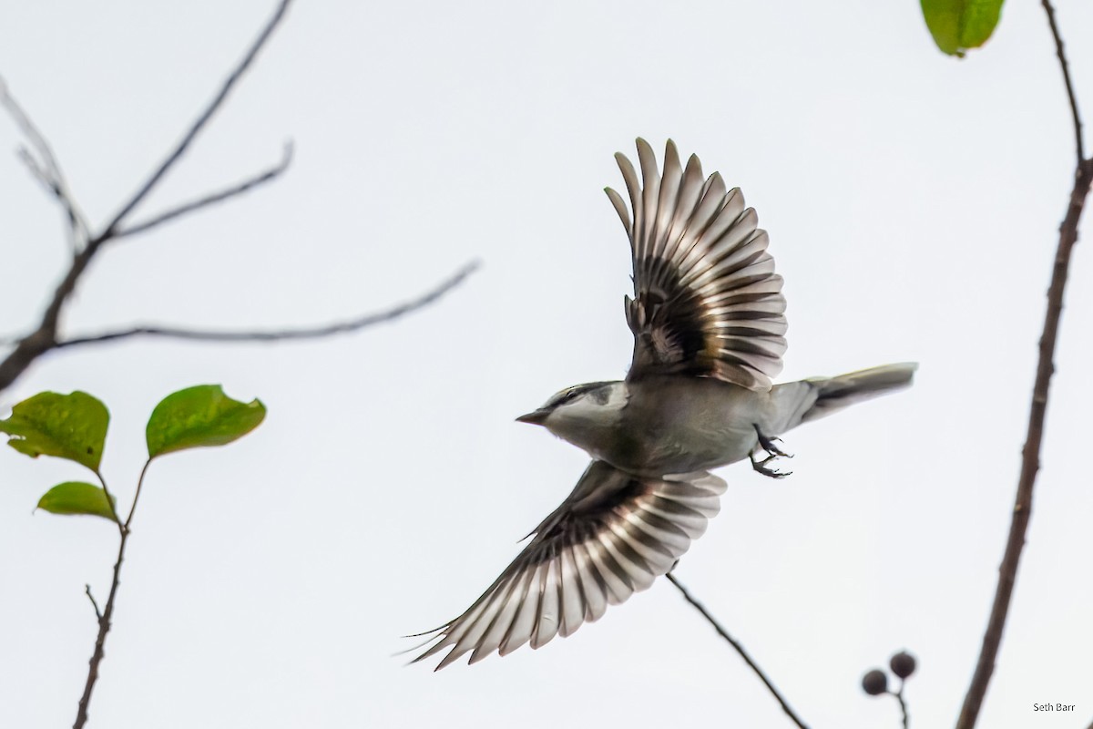 Личинколюб білокрилий - ML647728075