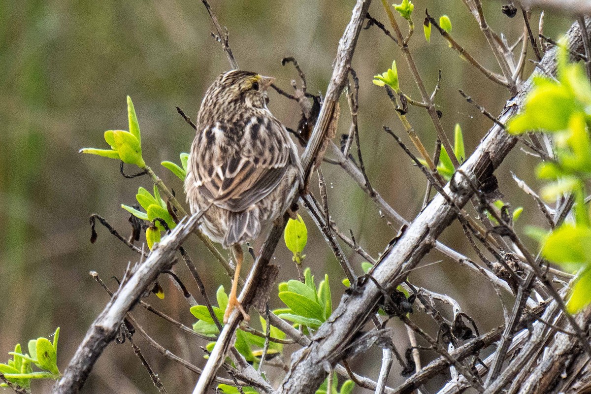 Savannah Sparrow - ML647728080