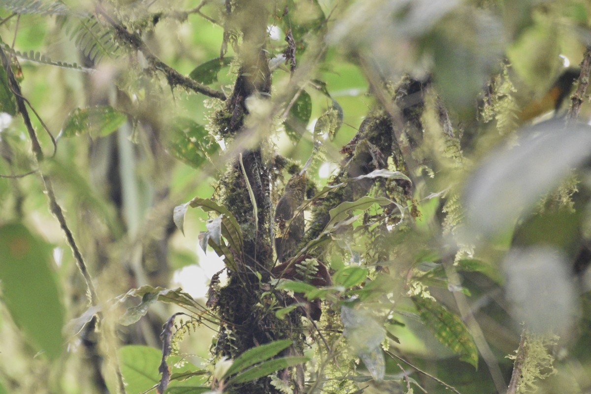 Spotted Woodcreeper - ML647728084