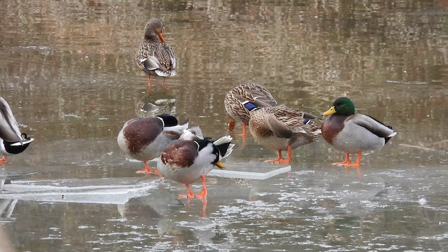 Кряква - ML647728118