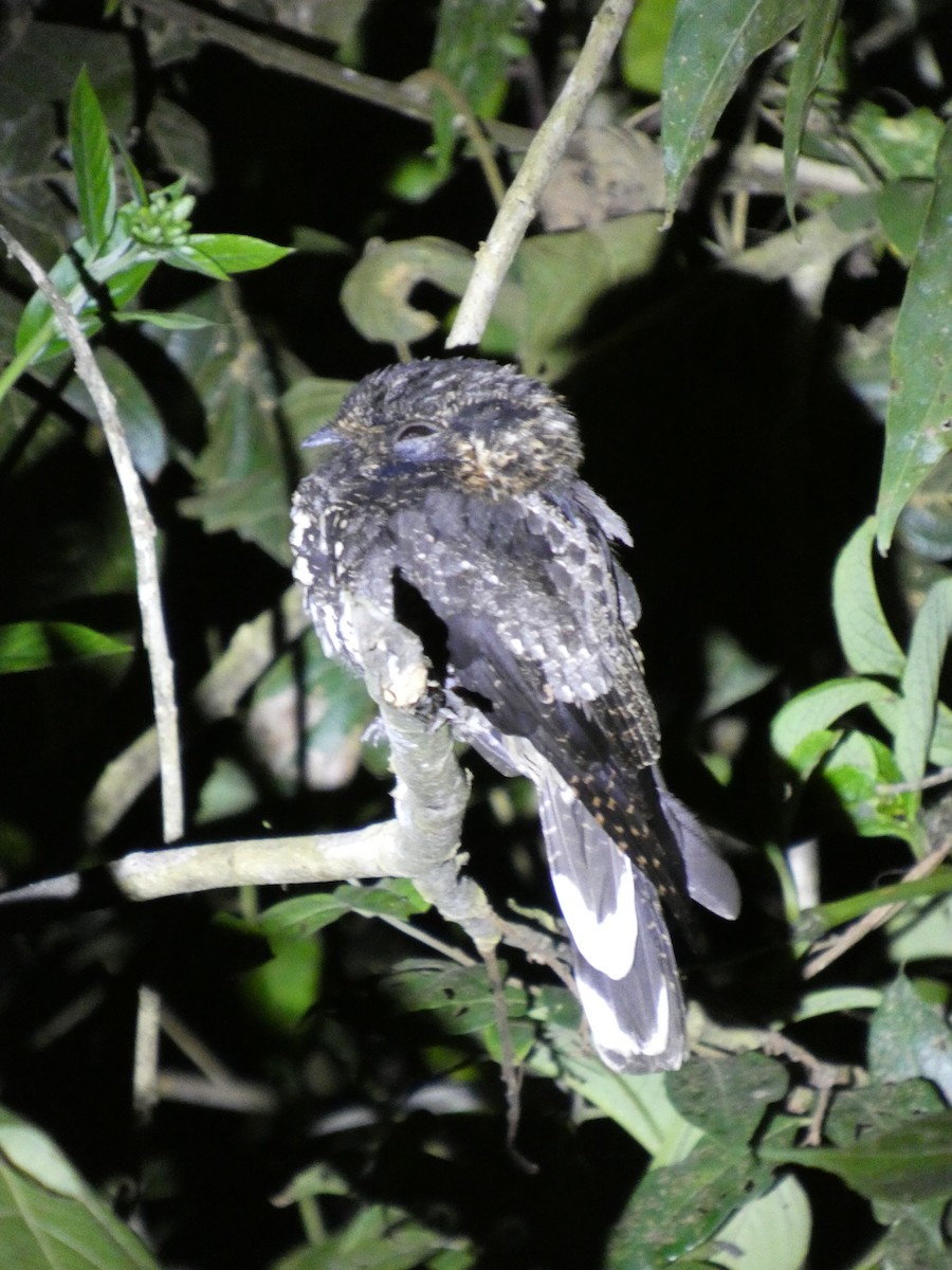 Шелкохвостый козодой - ML647728125