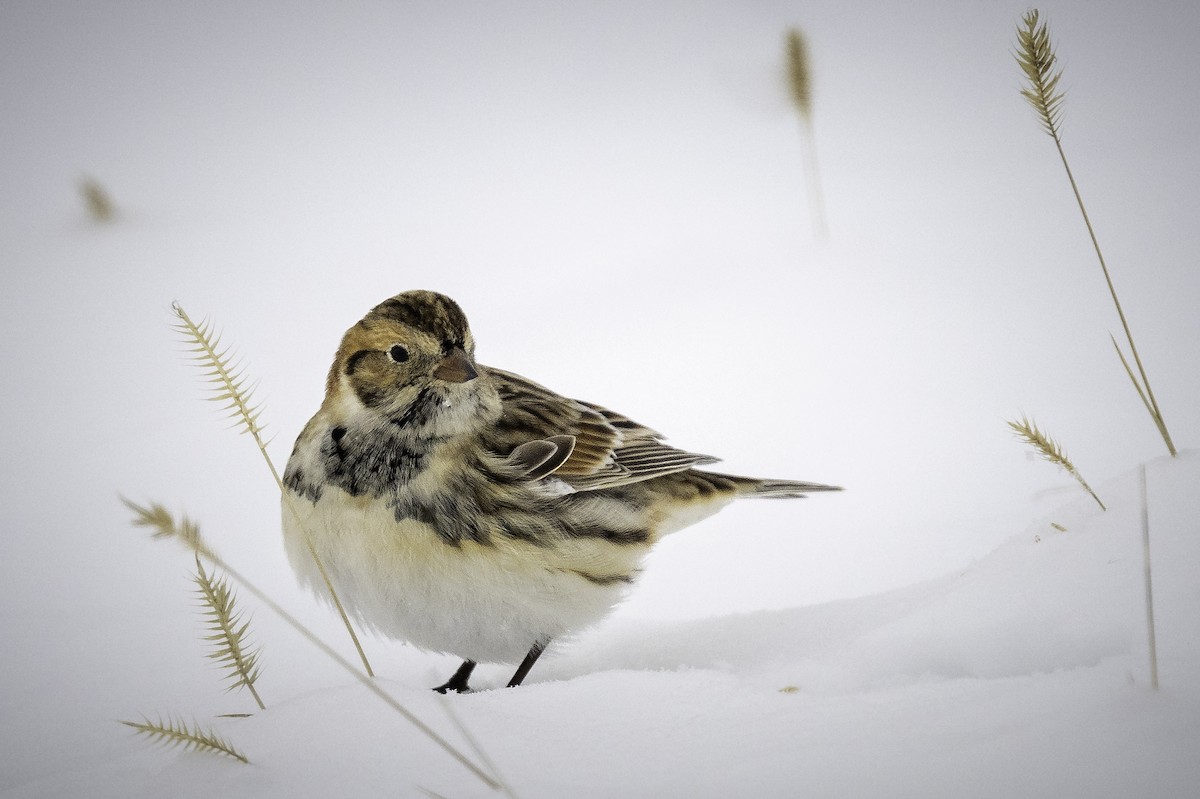 Подорожник лапландський - ML647728130