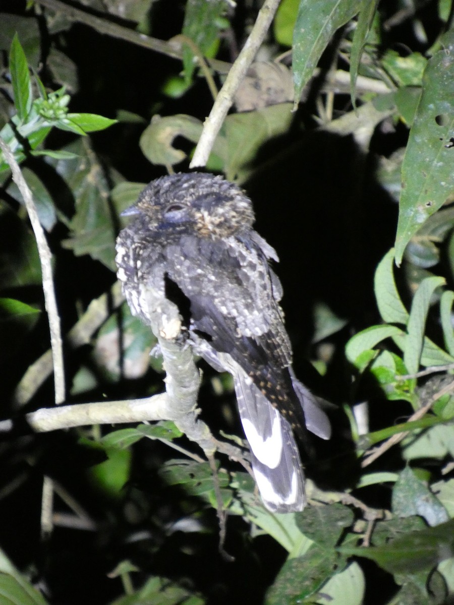 Шелкохвостый козодой - ML647728132