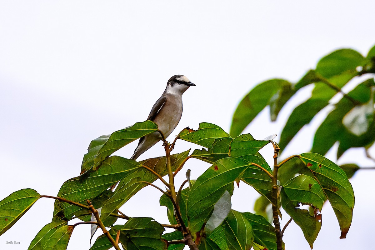 Буроспинный личинкоед - ML647728137