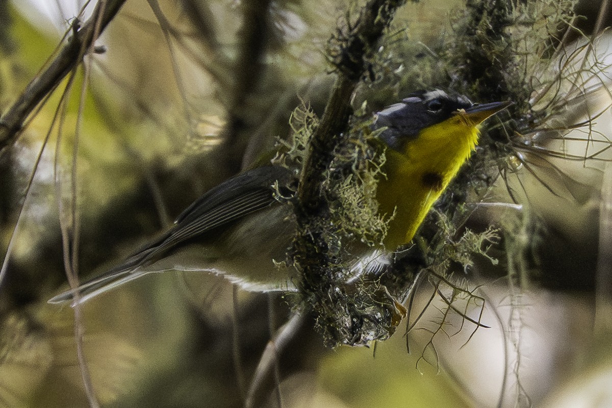 Crescent-chested Warbler - ML647728140