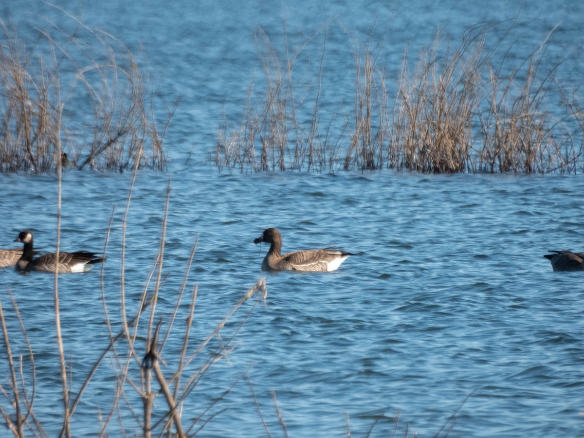 Белолобый гусь - ML647728151