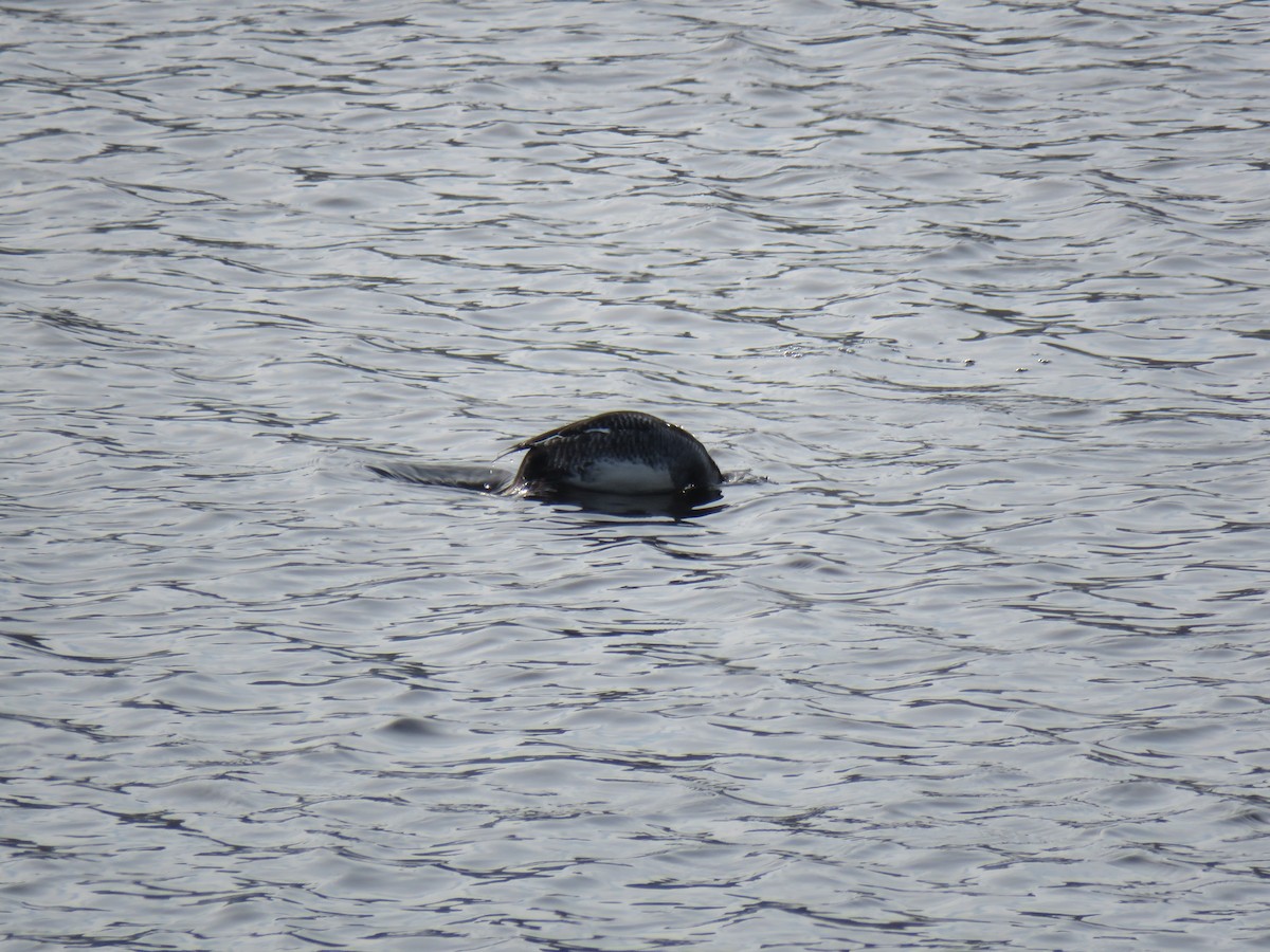 Гоголь - ML647728153