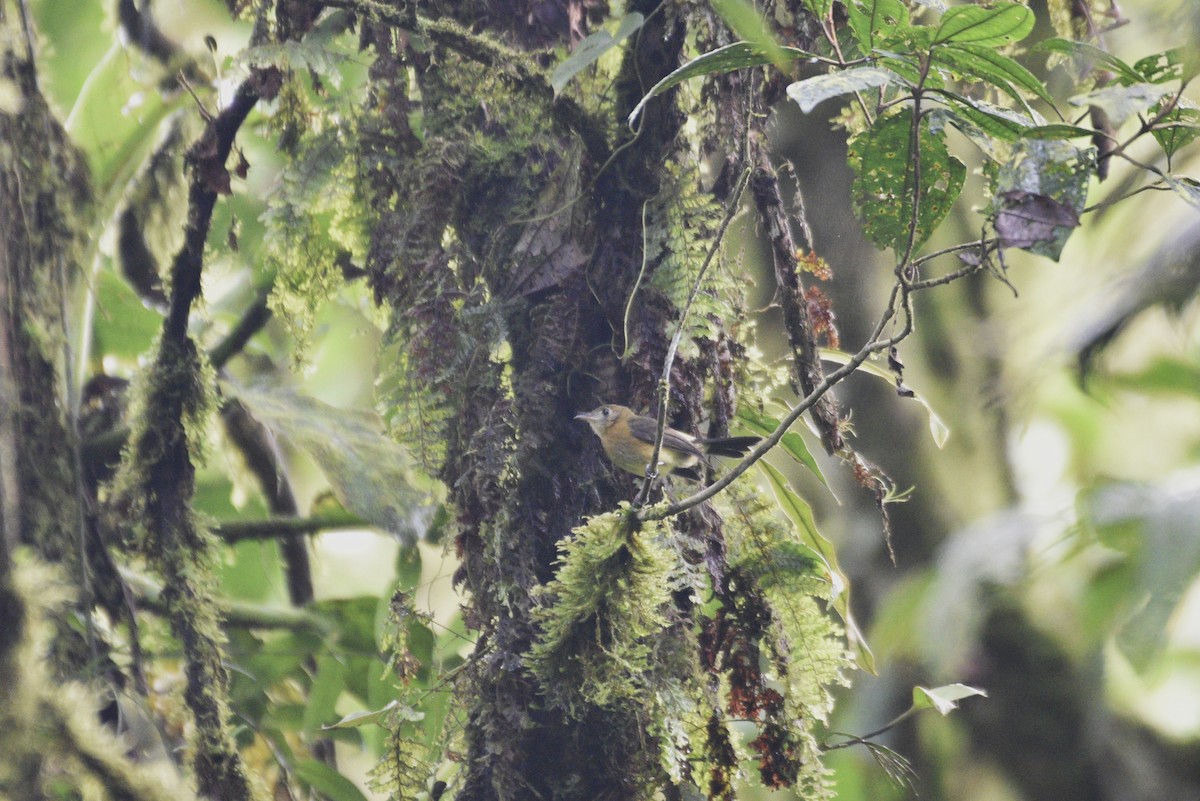 Желтогузый широкохвост - ML647728154