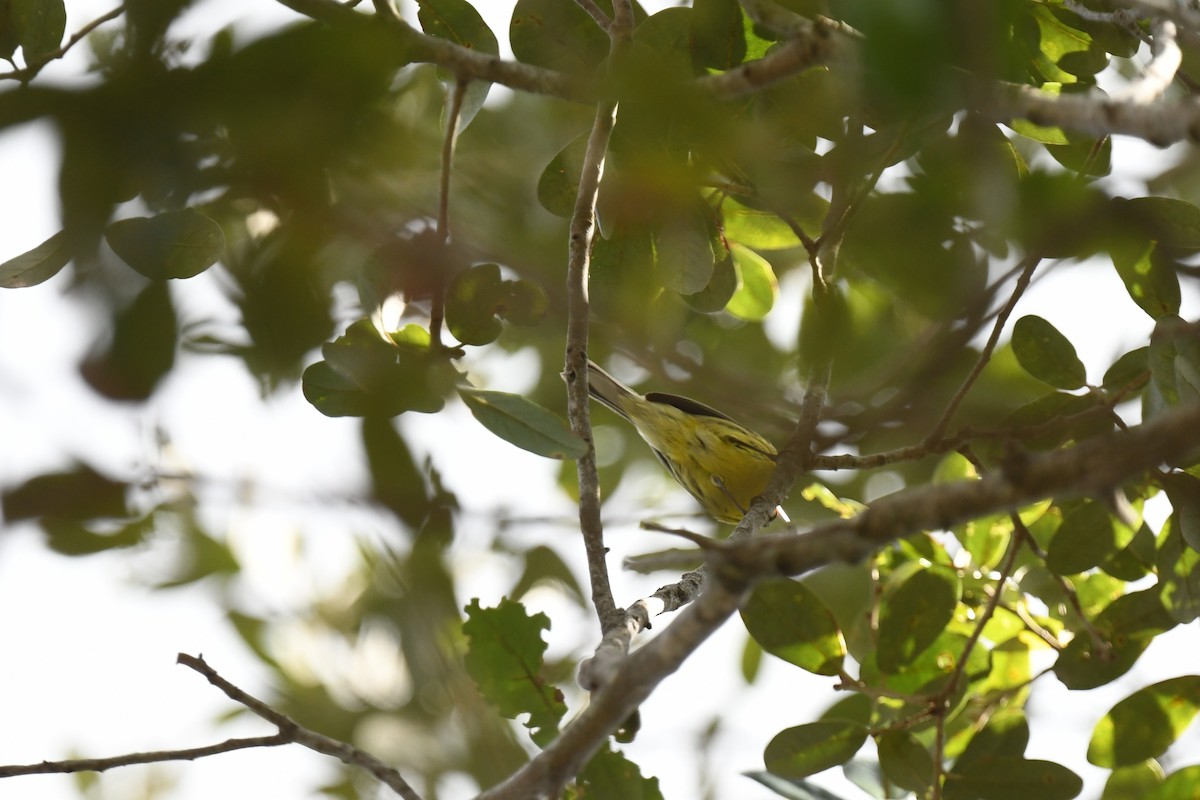 Прерийная древесница - ML647728155