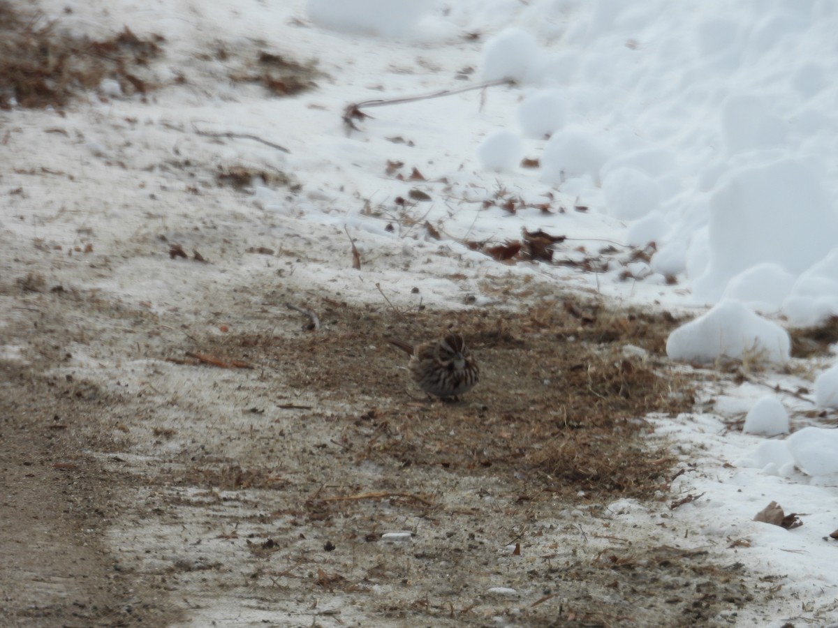 Певчая овсянка - ML647728157