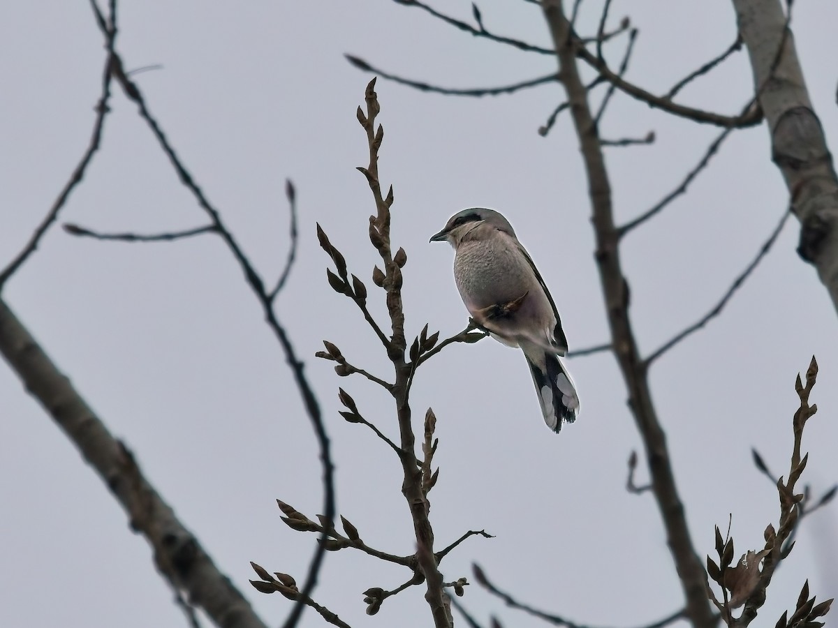 Северный сорокопут - ML647728158