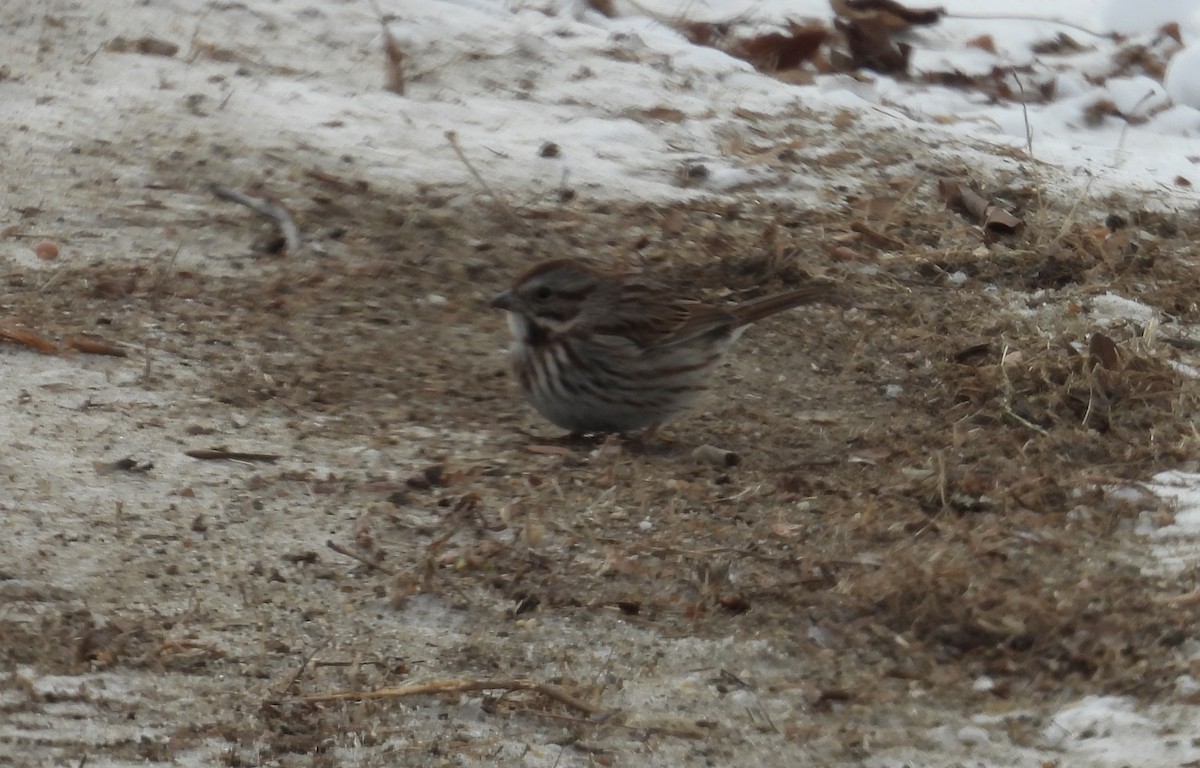 Певчая овсянка - ML647728160