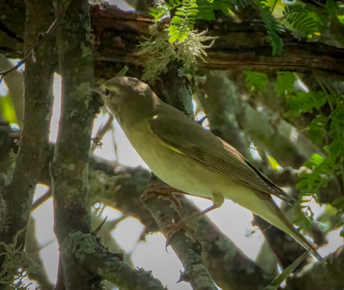 Пеночка-весничка - ML647728162
