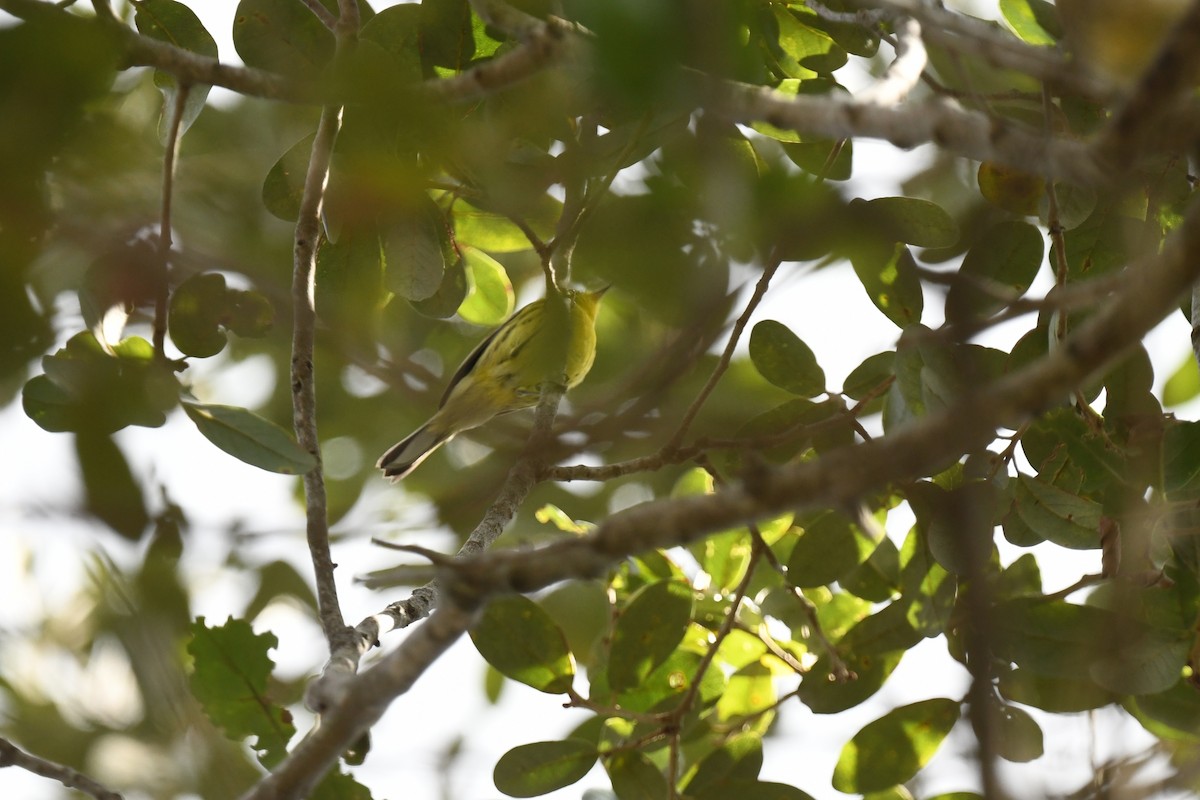 Прерийная древесница - ML647728163