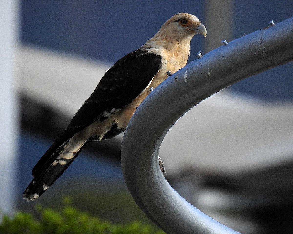 Химахима - ML647728164