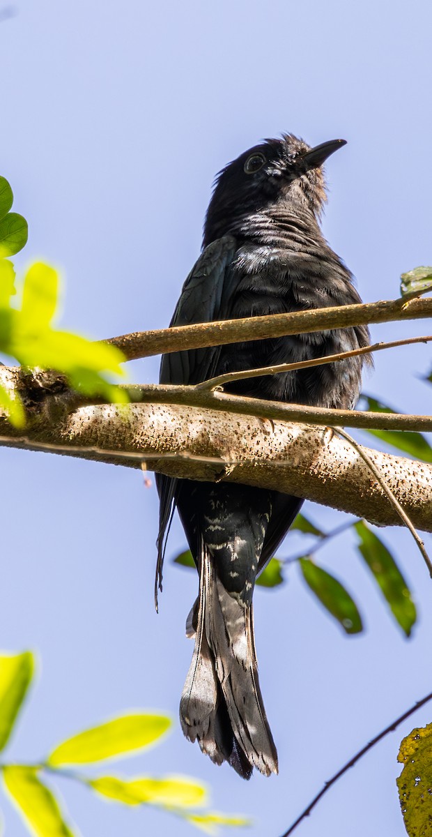 Дронговая кукушка - ML647728165