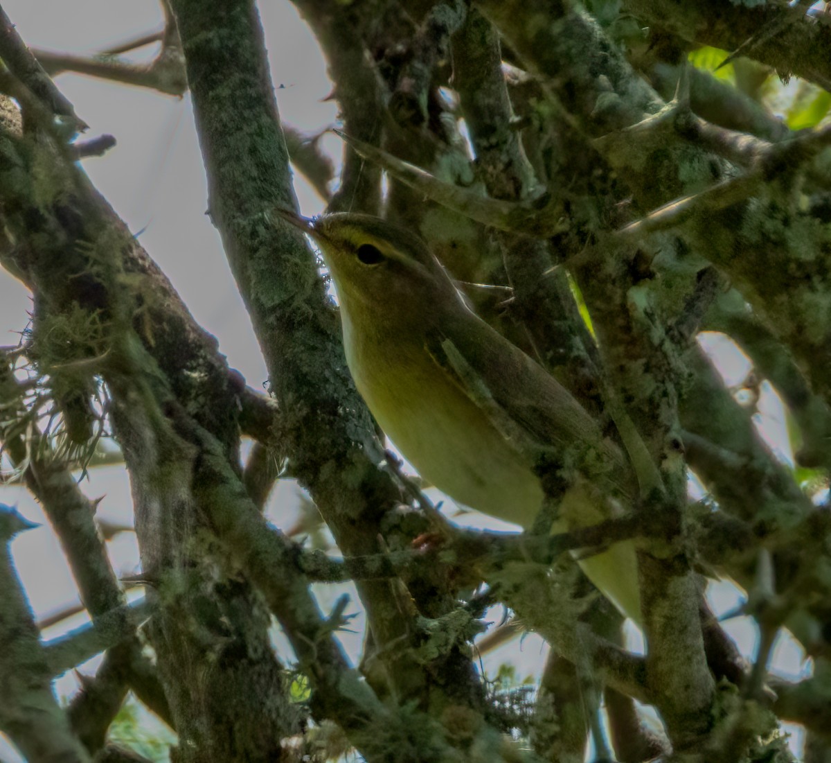 Пеночка-весничка - ML647728166