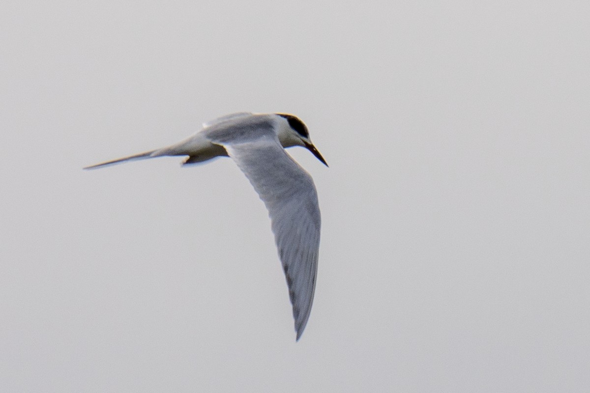 Черноухая крачка - ML647728168