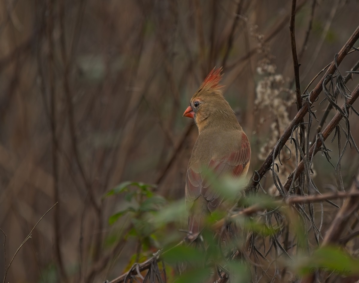 Красный кардинал - ML647728169