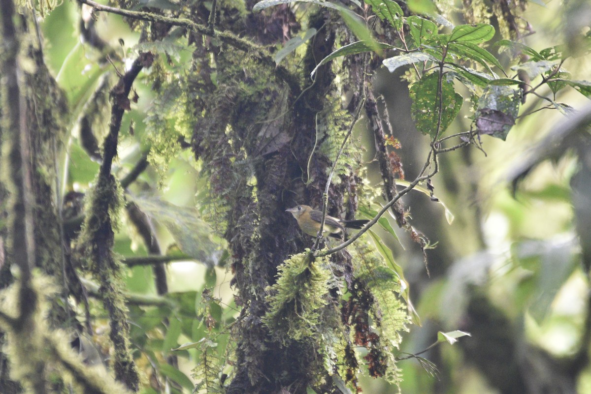 Желтогузый широкохвост - ML647728172