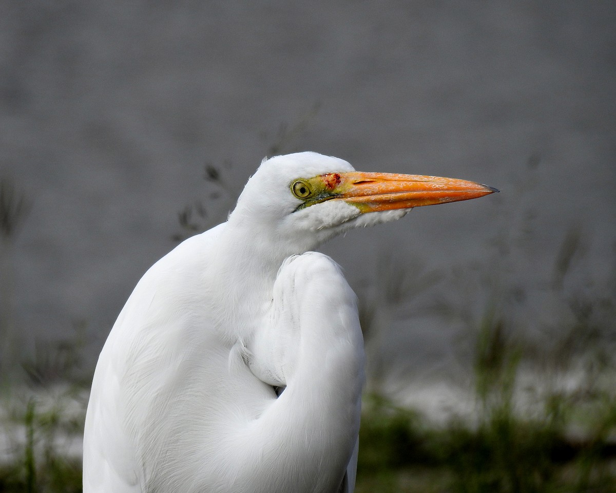 Большая белая цапля - ML647728179