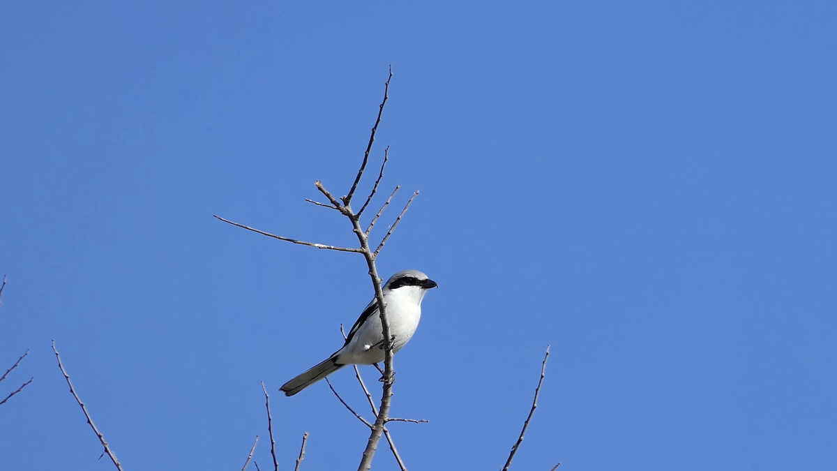 Американский сорокопут - ML647728180