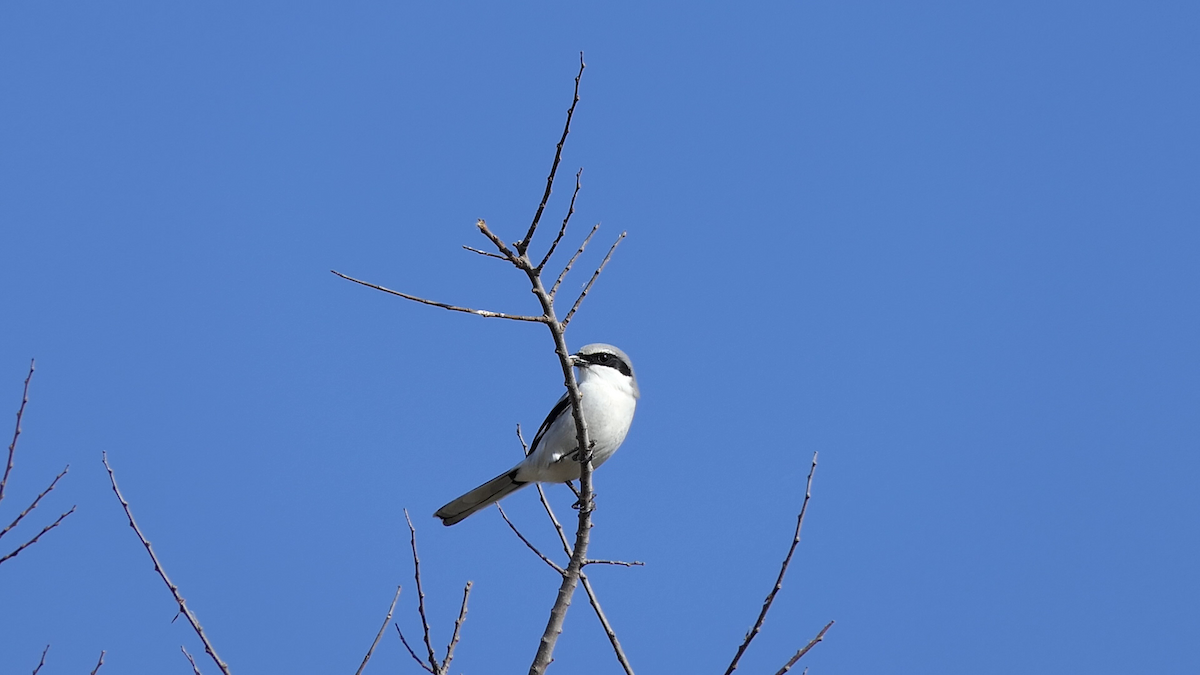 Американский сорокопут - ML647728181