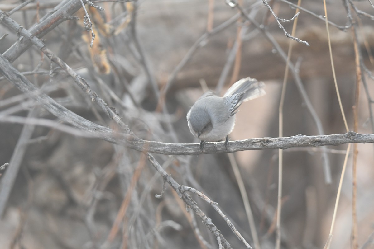 Серый ополовничек - ML647728184