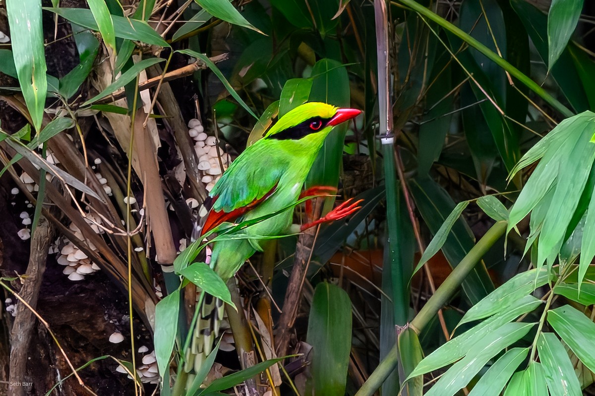 Зелёная цисса [группа chinensis] - ML647728186