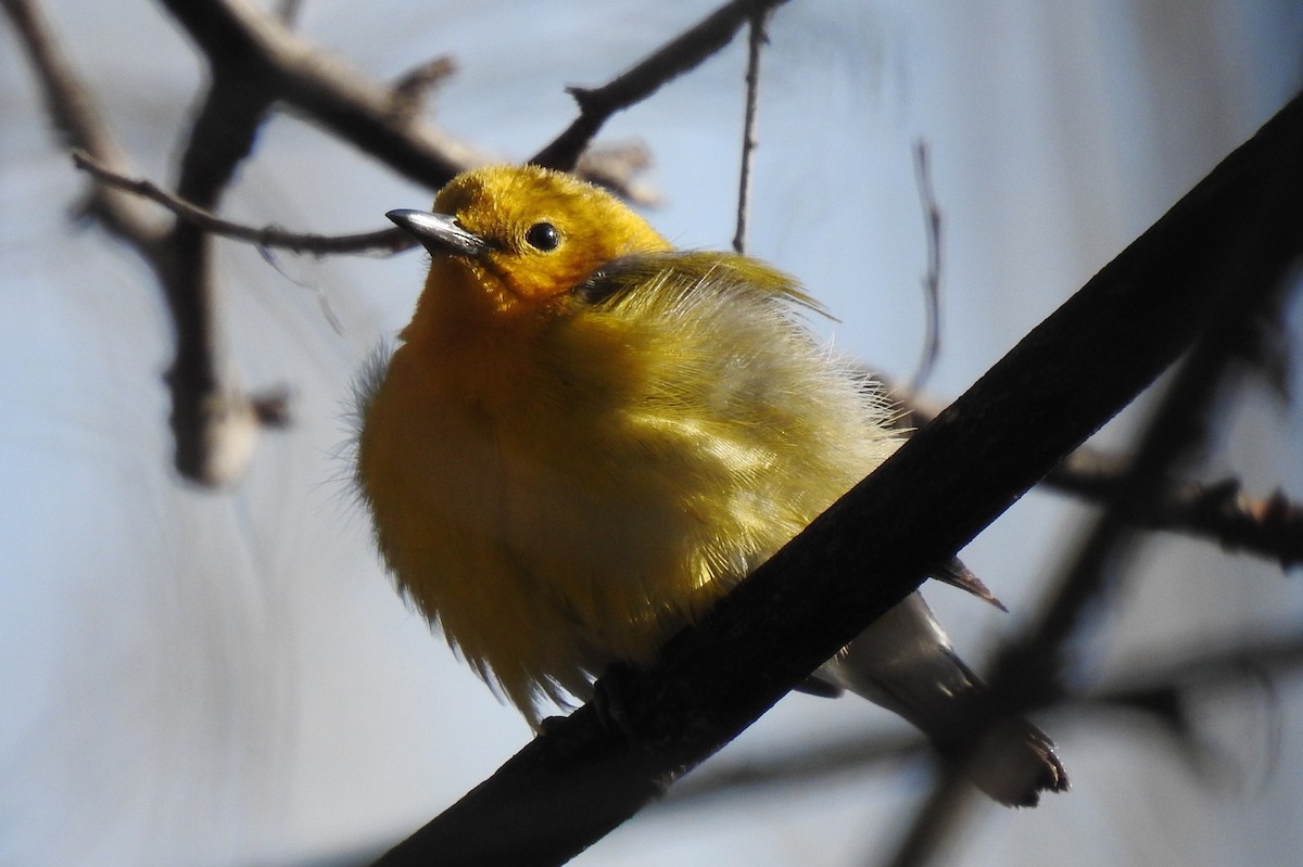 lesňáček zlatý - ML647728187