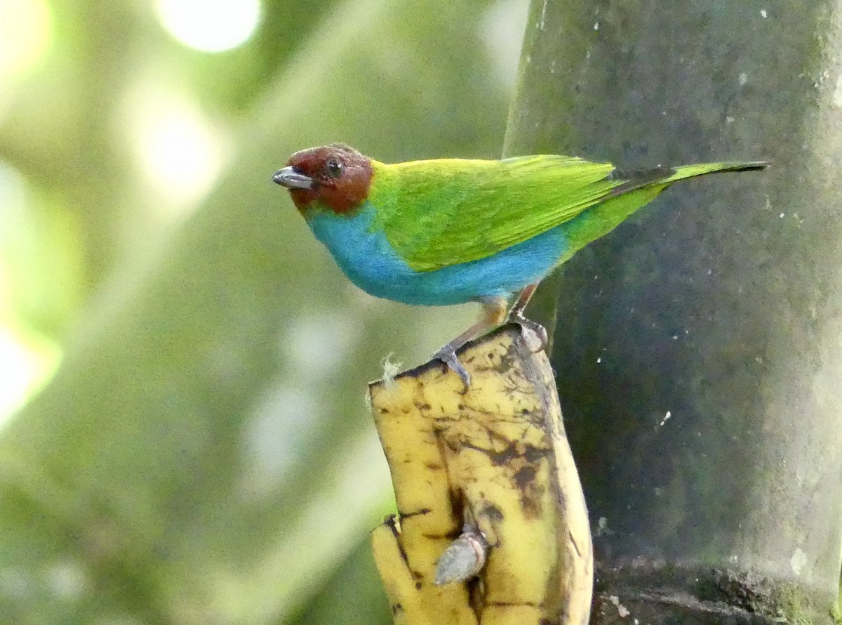 Tangara Cabecibaya - ML647728191