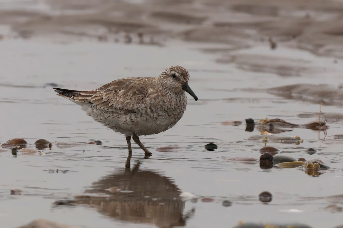 Red Knot - ML647728198