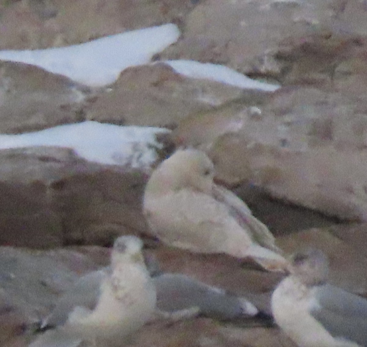 Glaucous Gull - ML647728214