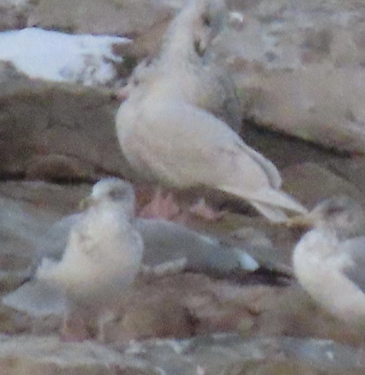 Glaucous Gull - ML647728215
